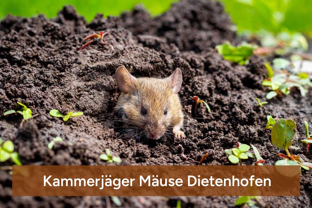 Kammerjäger Mäuse Dietenhofen