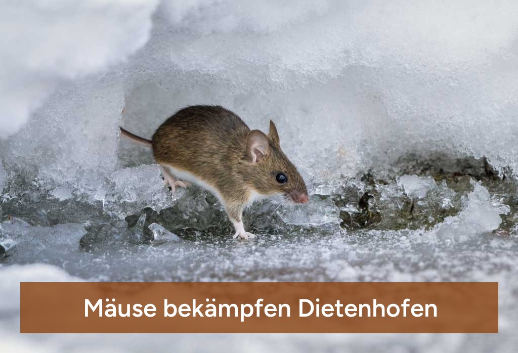 Mäuse Bekämpfen Dietenhofen